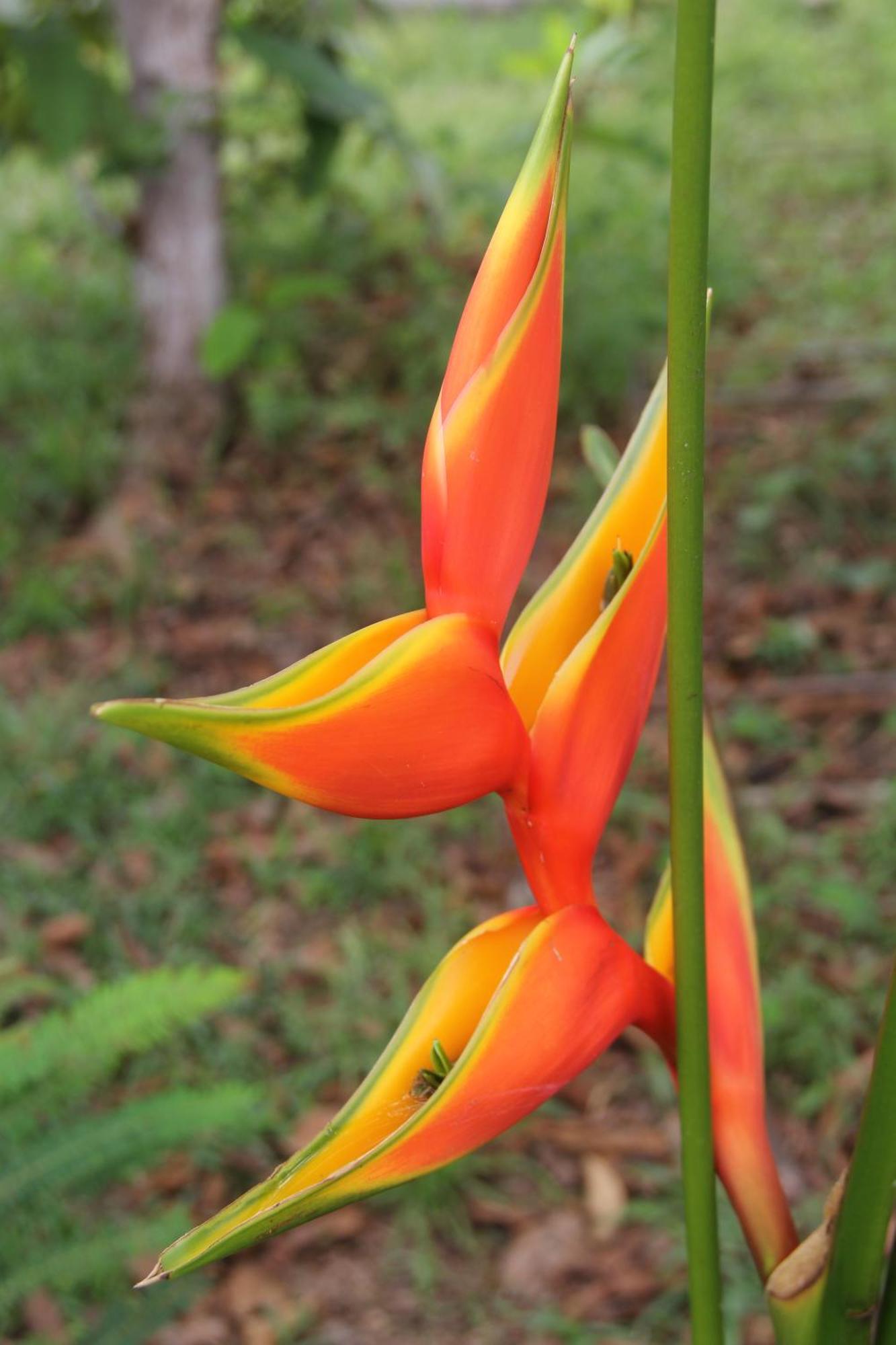 Purachata Ecolodge Iquitos Dış mekan fotoğraf