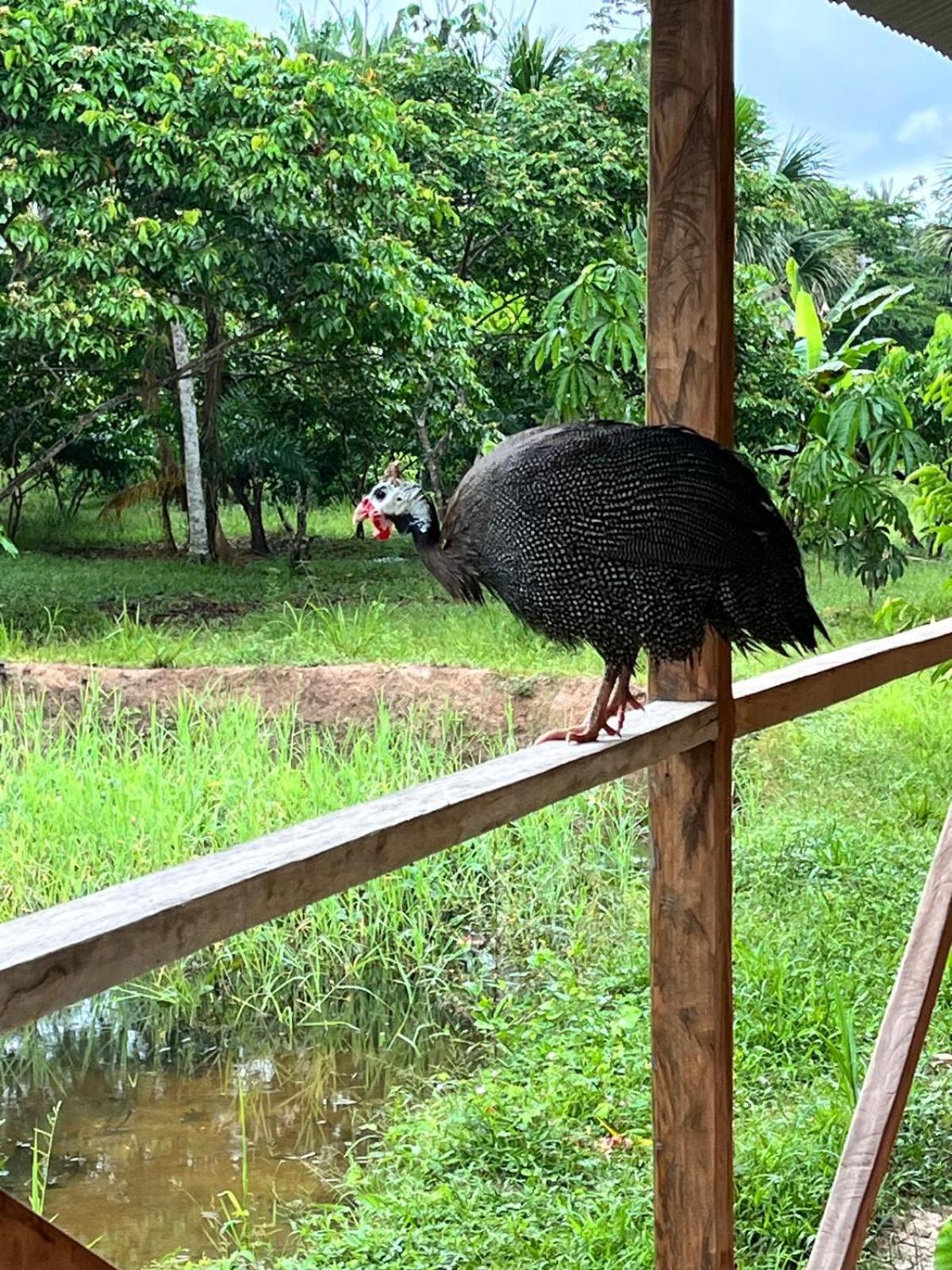 Purachata Ecolodge Iquitos Dış mekan fotoğraf