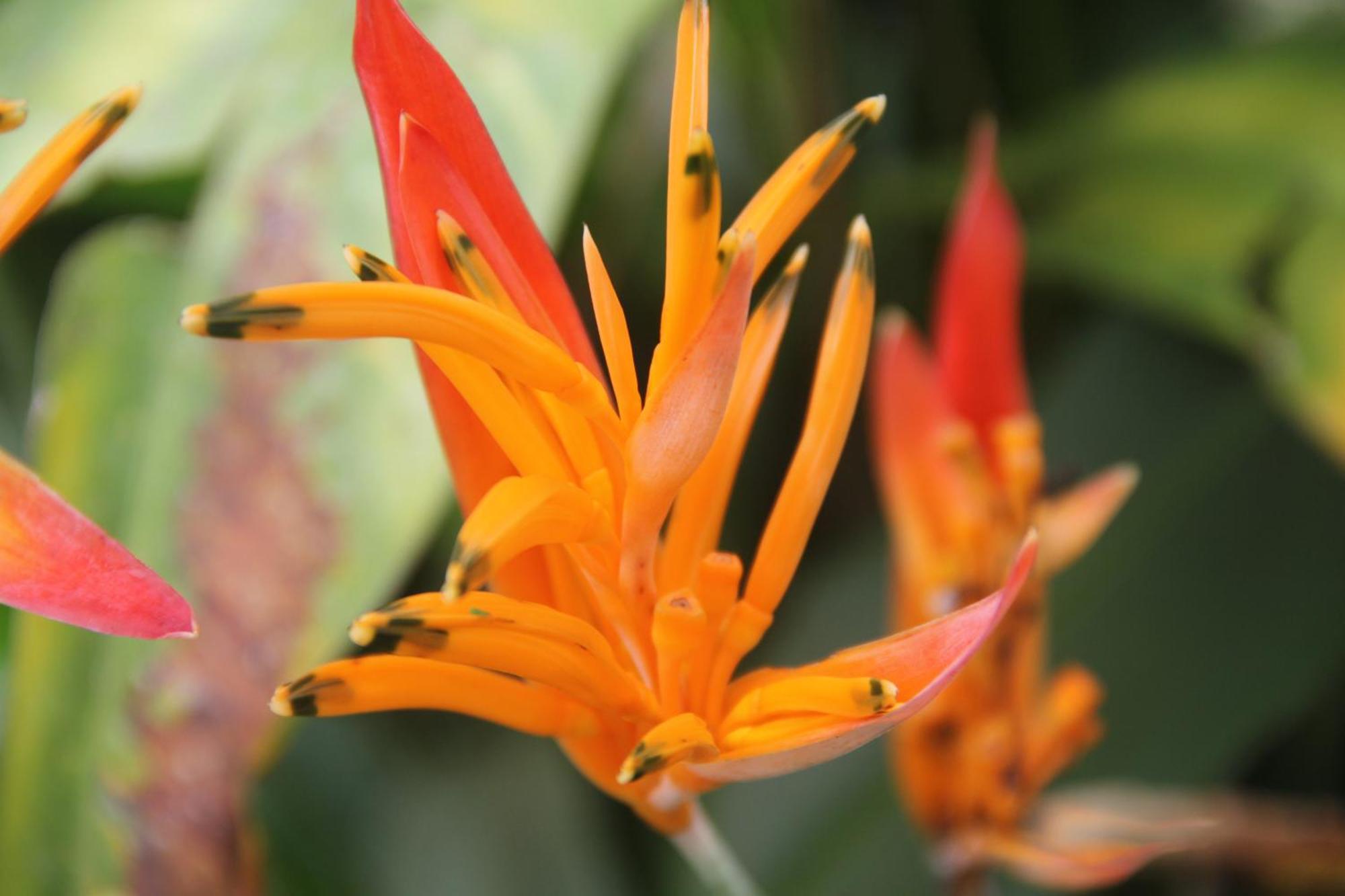 Purachata Ecolodge Iquitos Dış mekan fotoğraf