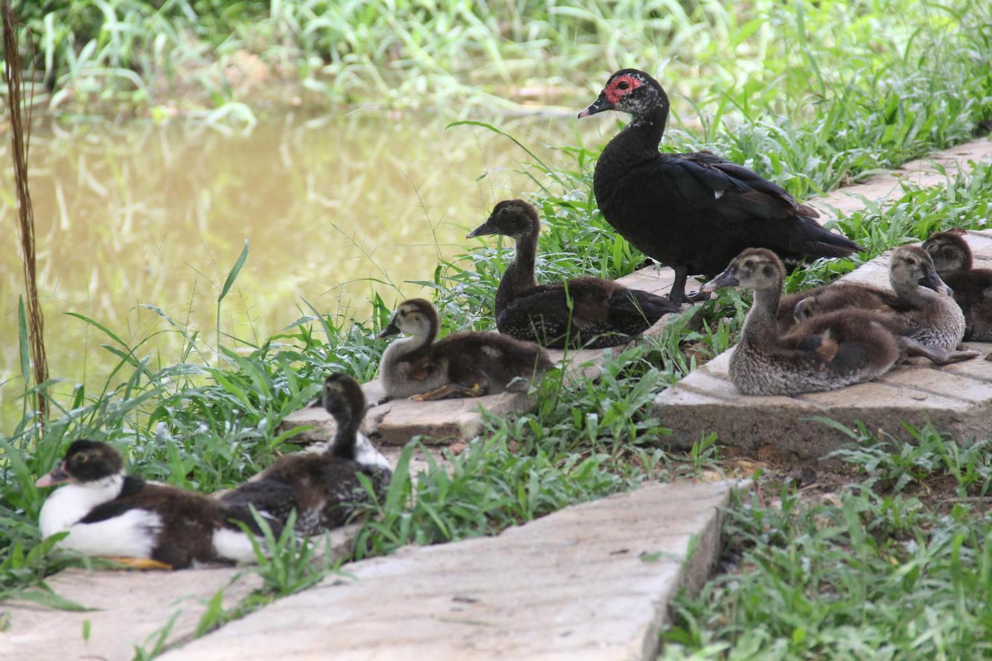 Purachata Ecolodge Iquitos Dış mekan fotoğraf